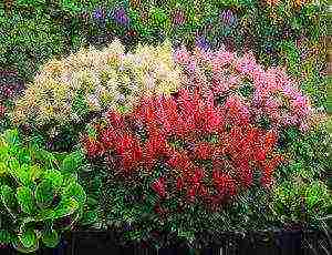 أفضل الدرجات astilbe