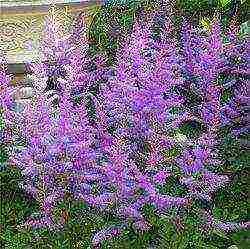 أفضل الدرجات astilbe