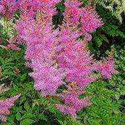 astilbe เกรดดีที่สุด