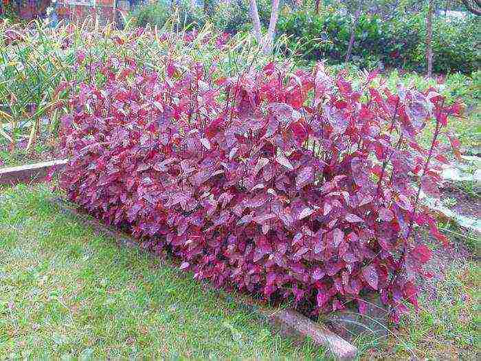 atriplex garden red feather planting and care in the open field