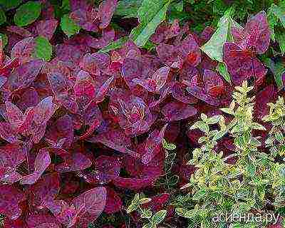 atriplex garden red feather planting and care in the open field