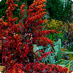 atriplex garden red feather planting and care in the open field