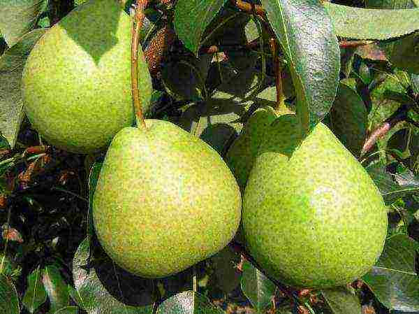 Pear contains many vitamins, improves immunity