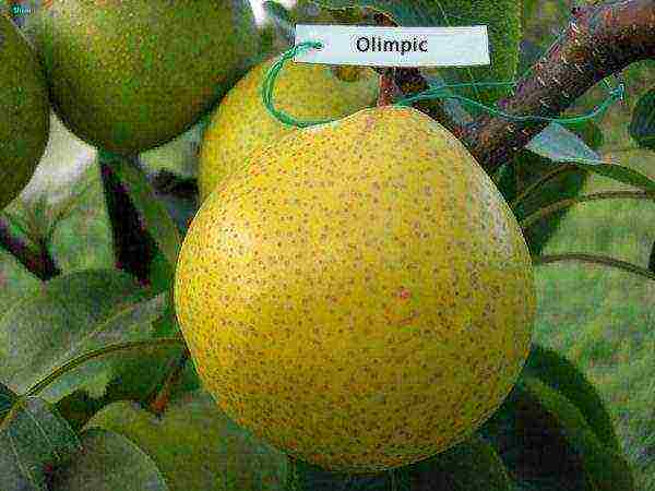 Olimipik الصف الكمثرى