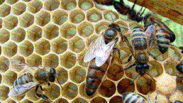Pčelinja matica