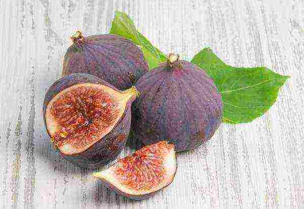 Avoid eating figs if you have gout, diabetes, ulcers, or pancreatitis