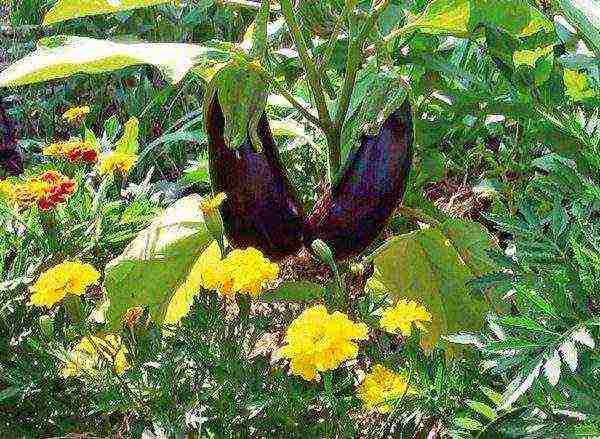 Useful neighborhood of eggplants in the garden