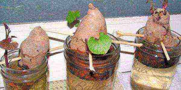 For planting in open ground, sprout halves of tubers in a glass of water