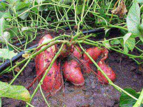 Sweet potato tubers are edible and are also used medicinally