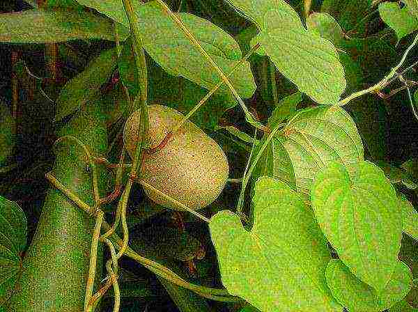 Sweet potato leaves and stems are also used in cooking.