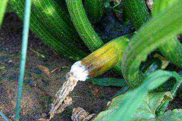 Gray rot on zucchini