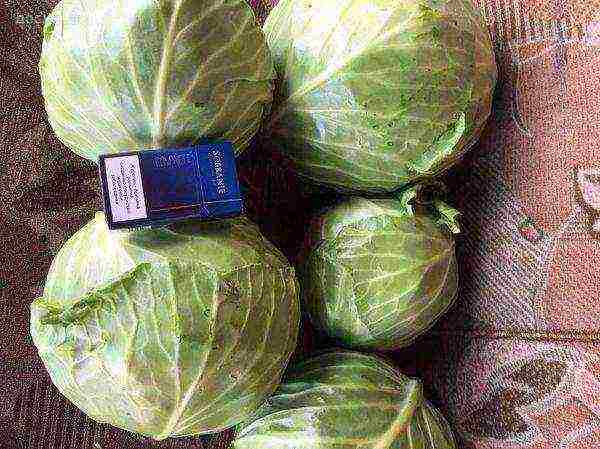 Ang bigat ng mga ulo ng Belarusian cabbage ay umabot sa 3-4 kg