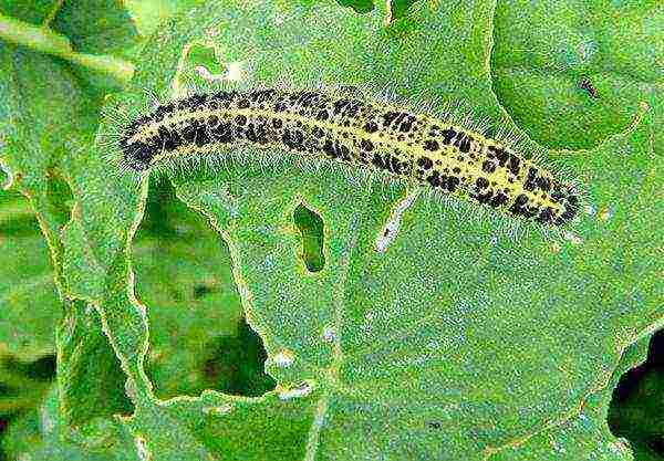 Belarusian cabbage is susceptible to caterpillar damage