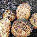 أصناف البطاطس البيلاروسية