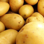 Belarusian potato varieties