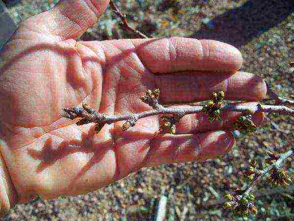 Biological description of the thorn bush