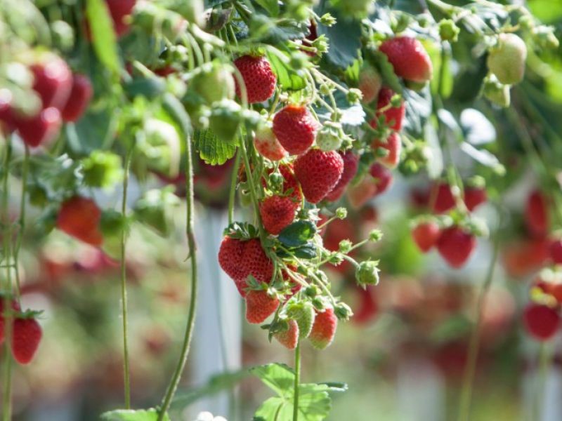 negosyo upang mapalago ang mga strawberry sa buong taon sa bahay