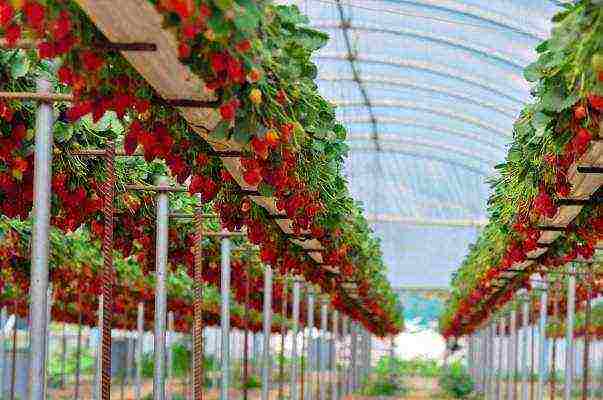 business to grow strawberries all year round at home