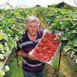 business to grow strawberries all year round at home