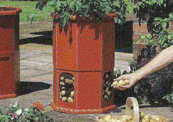 potatoes in a barrel