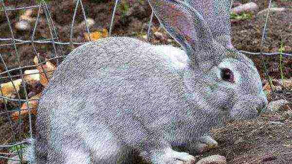 Gray rabbit at the side of the pen