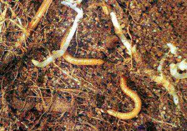 Wireworms on earth