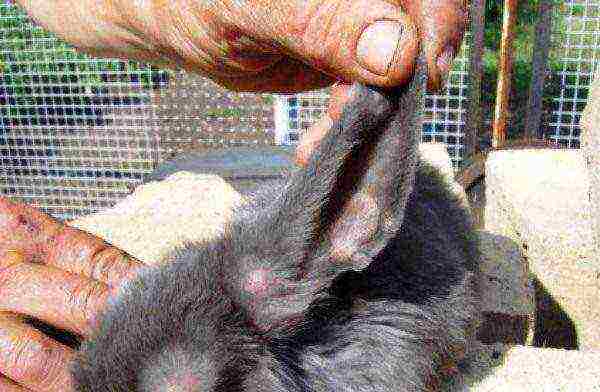 Ears of a rabbit patient with myxomatosis
