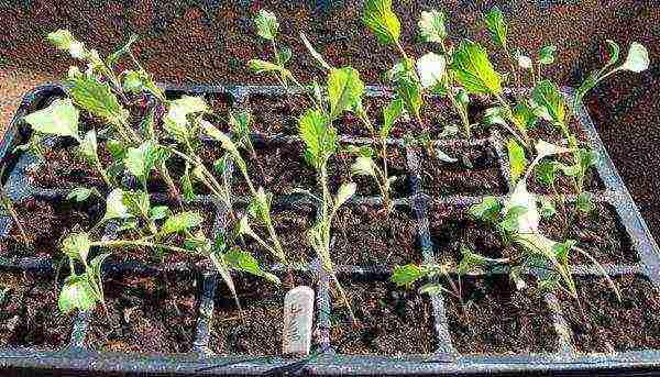 Diving broccoli seedlings is performed when the seedlings reach 2 weeks