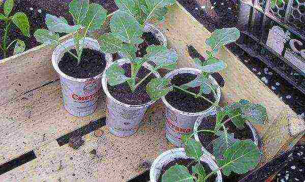 Seedlings are ready for planting with 5-6 true leaves