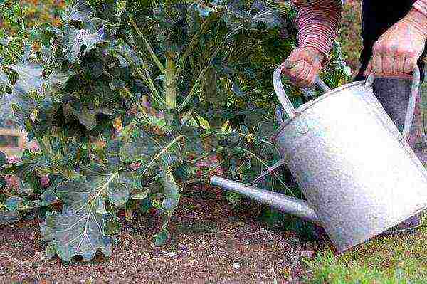 Watering broccoli once a week