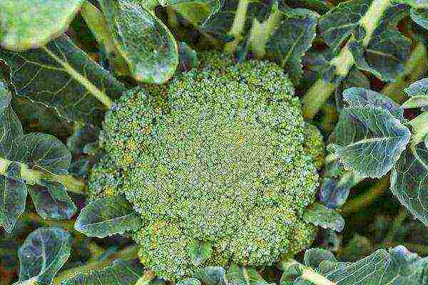 The broccoli is harvested before the flowers open.