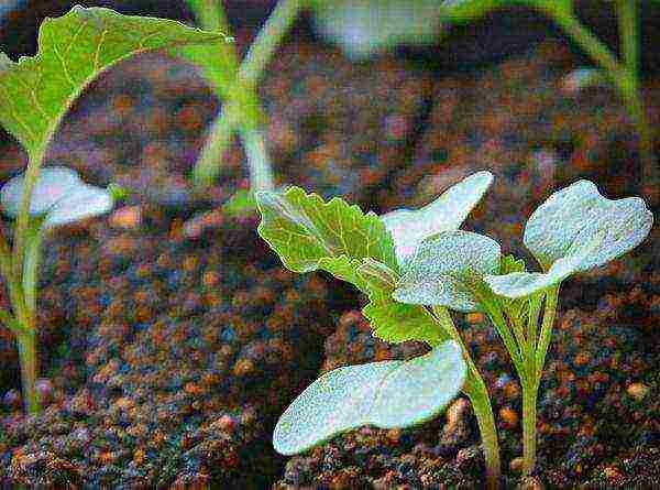 Seedlings of Brussels sprouts