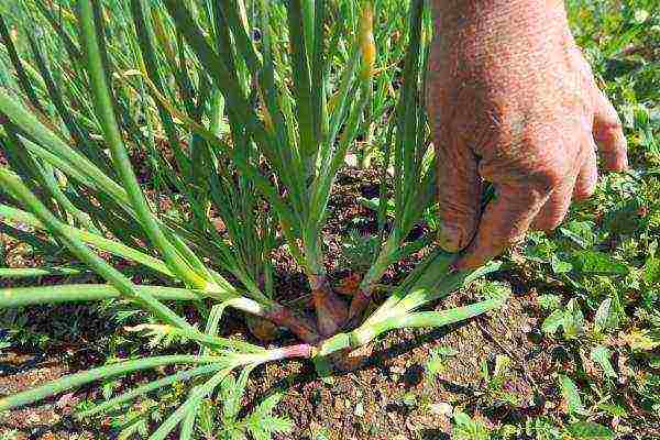 You need to harvest in late August and early September