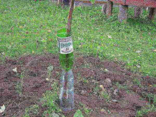 Protecting young trees from rodents and hares