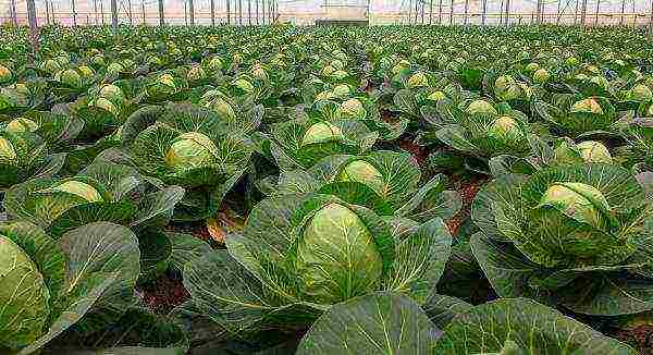 Description and characteristics of the Parel cabbage variety