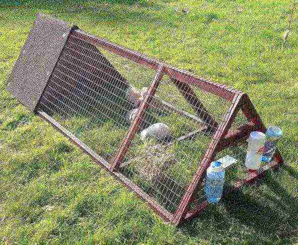 Device for feeding and keeping rabbits
