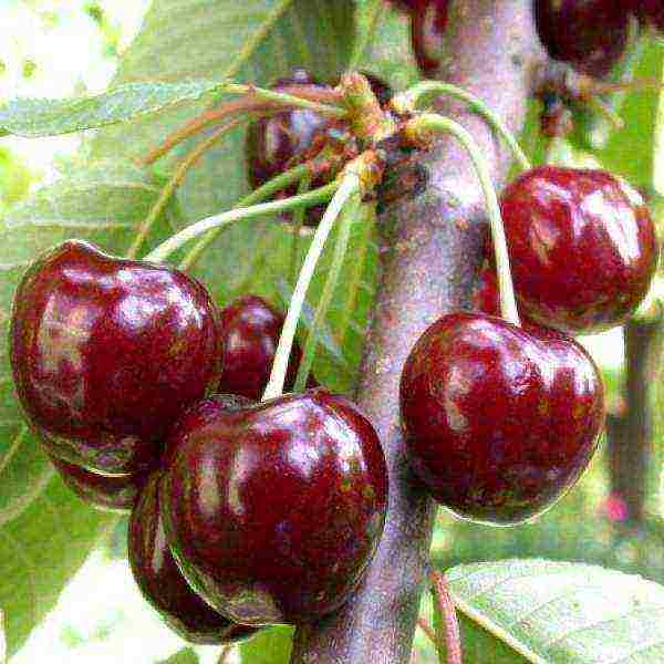 The variety got its name from the shape of the berries.