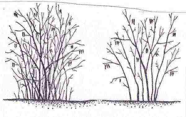 Hazelnut pruning scheme: on the left - before pruning, on the right - after pruning