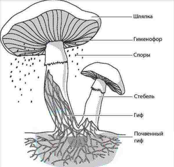 Cap mushrooms reproduce by spores