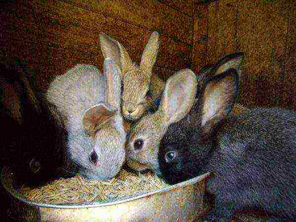 Organization of the process of feeding rabbits