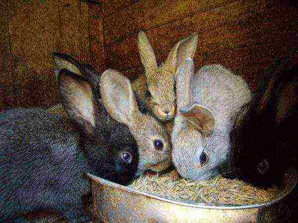 Rabbits eating oats
