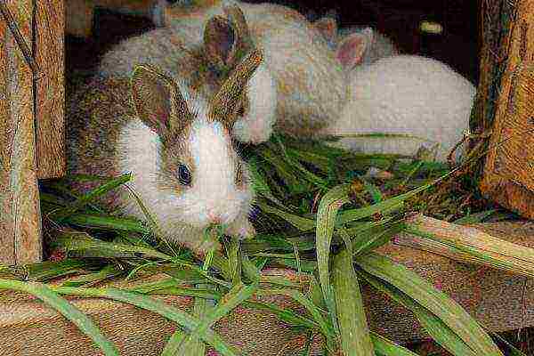 Rabbits eating green food.