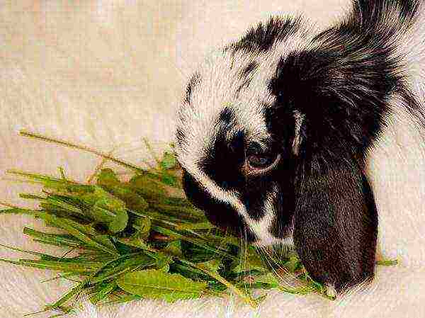 Rabbit eating greens