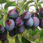 What is the difference between plums and prunes?