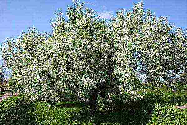 Blooming bird cherry tree