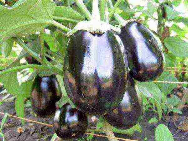 Eggplant fruits Black handsome elliptical shape with a dark purple shiny peel