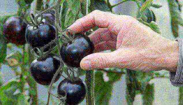 cherry best varieties