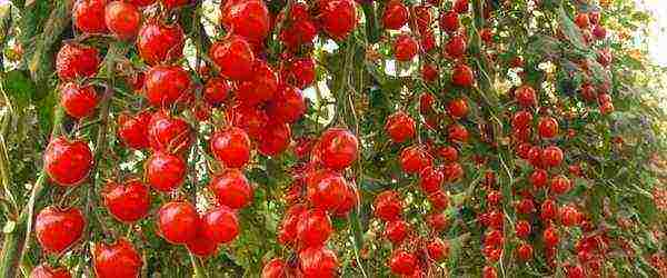 cherry best varieties