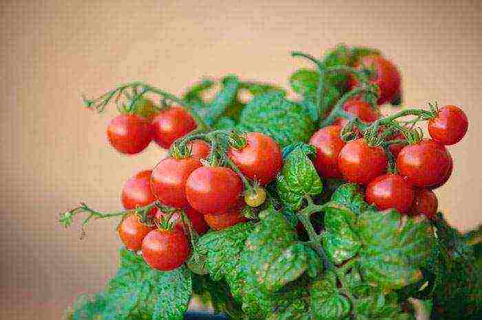 cherry best varieties