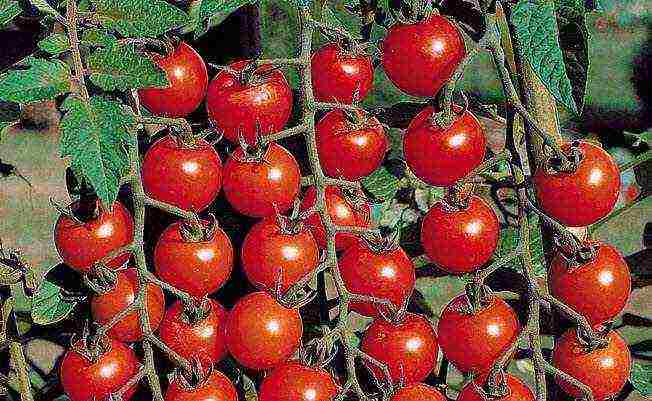 cherry best varieties